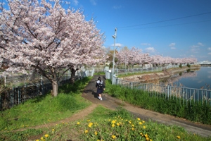 吉田池桜堤（春）