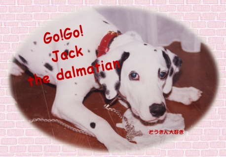 Go!Go!JacktheDALMATIAN