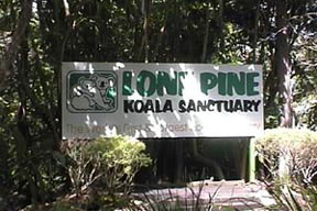 Lone Pine Koala Sanctuary