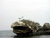 Seal Island