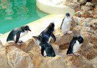 Penguin Island