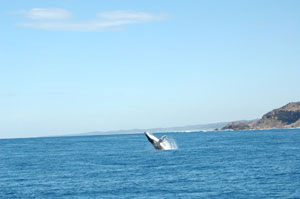 Whale watching cruise