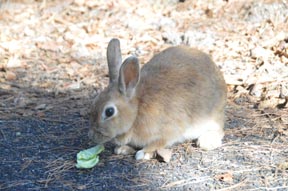 うさぎさん