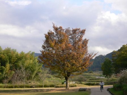 明日香路、高松塚古墳近くで