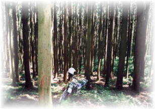 まーくんの迷った杉の森