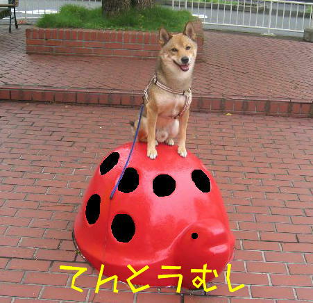てんとうむし
