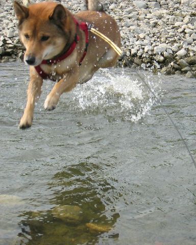水上訓練