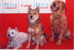 モデル犬