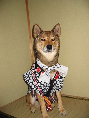 巻尾組法被