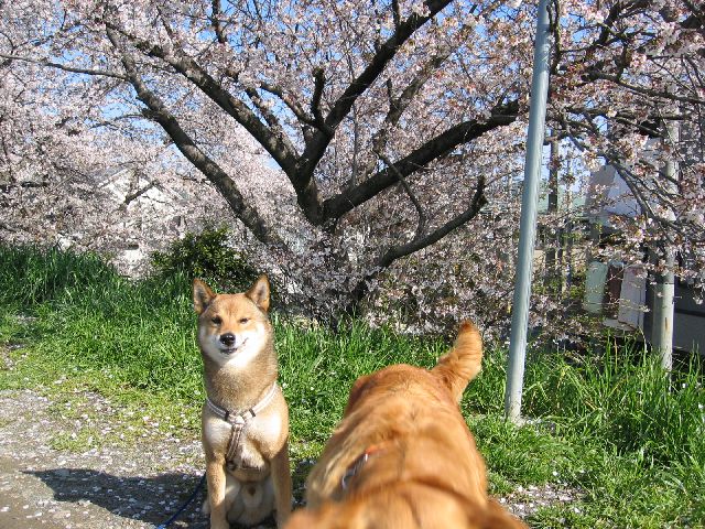 満開の桜