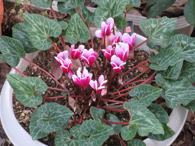 しらさか推拿整体