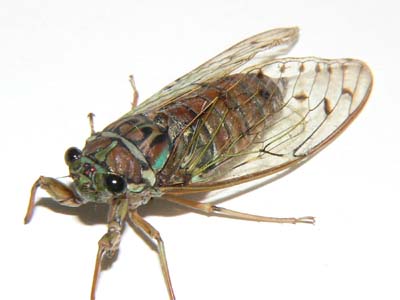 猪名川昆虫研究所