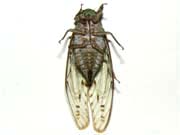 猪名川昆虫研究所