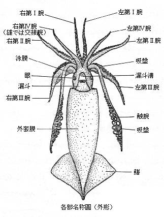 King Of Squid Japanese Section Squid Section Ecology