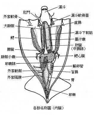 King Of Squid Japanese Section Squid Section Ecology