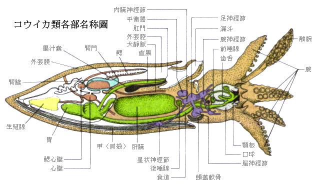 King Of Squid Japanese Section Squid Section Ecology