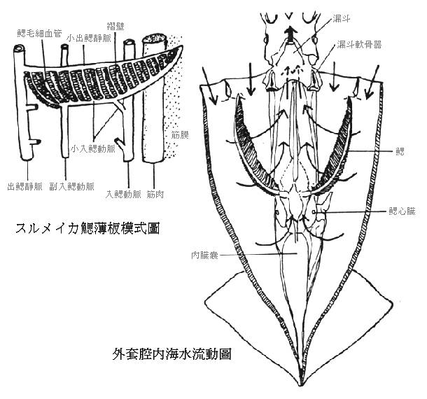 King Of Squid Japanese Section Squid Section Ecology