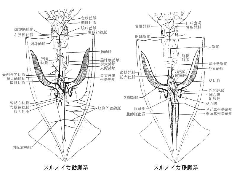 King Of Squid Japanese Section Squid Section Ecology