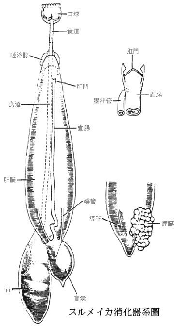 King Of Squid Japanese Section Squid Section Ecology