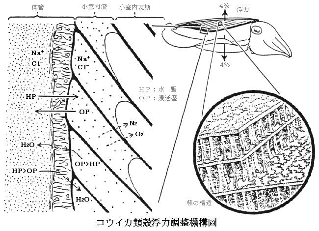 King Of Squid Japanese Section Squid Section Ecology