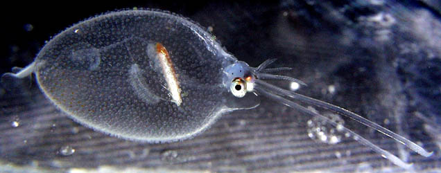 KING OF SQUID - JAPANESE SECTION - SQUID SECTION - ECOLOGY