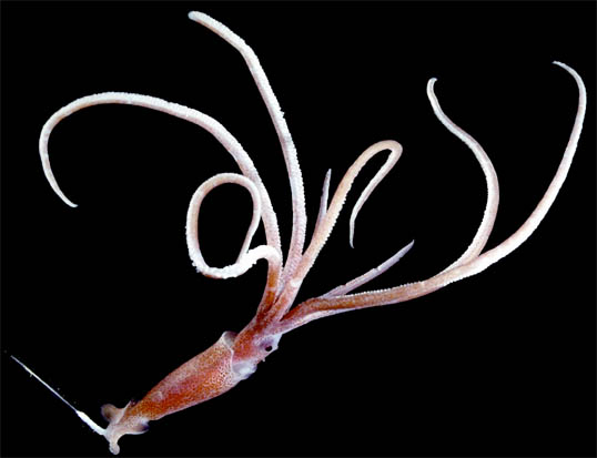 KING OF SQUID - JAPANESE SECTION - SQUID SECTION - ECOLOGY