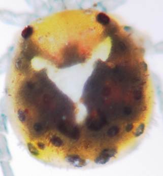 M̏̐Hׂ̃h[ic

AI Rec͌܂މ\܂B