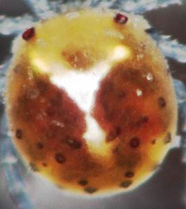 M̏̐Hו

AI Rec͌܂މ\܂B