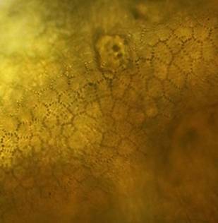 ڂ₯ʐ^

AI Rec͌܂މ\܂B