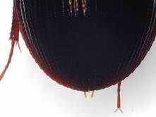 marugamusihasi