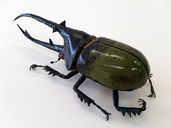 昆虫模型