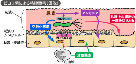 HpMechanism