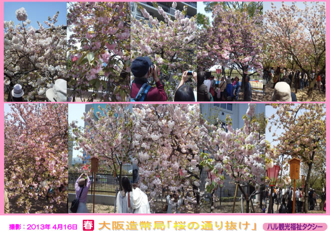 造幣局 桜の通り抜け写真