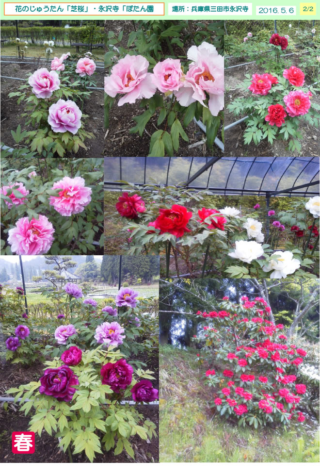 芝桜・永沢寺牡丹