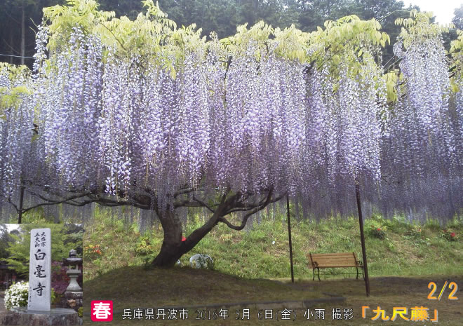 九尺藤