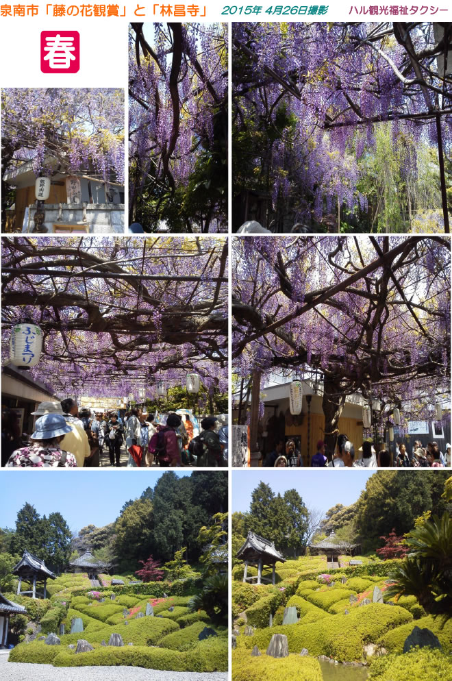 藤の花