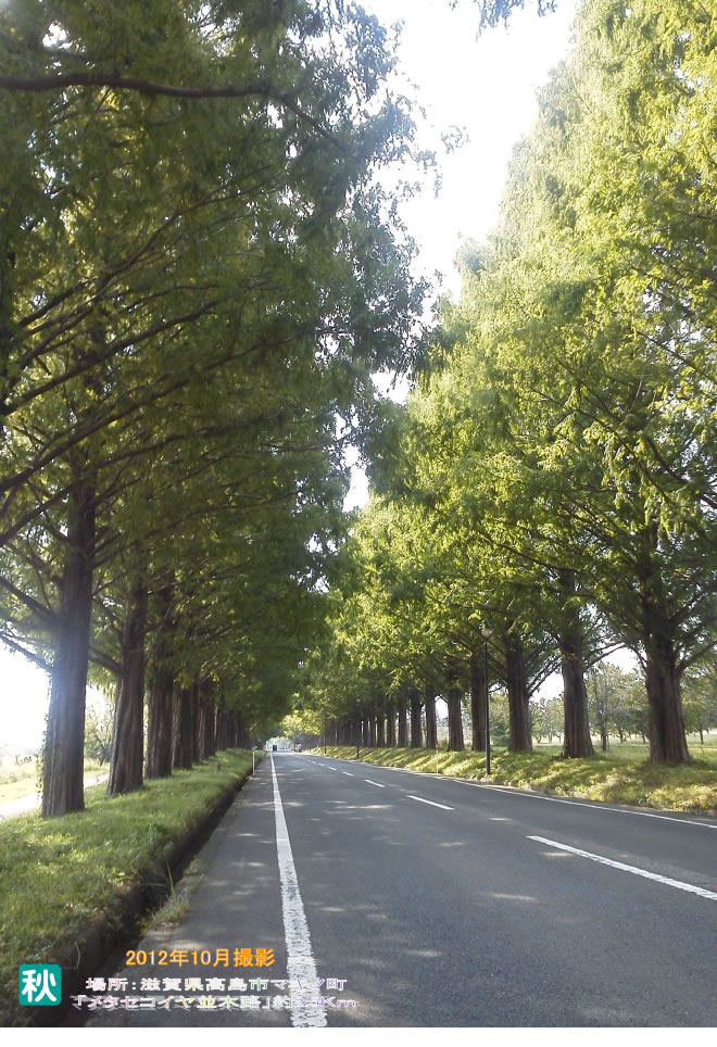メタセコイヤ並木路