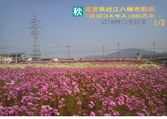 野田町コスモス