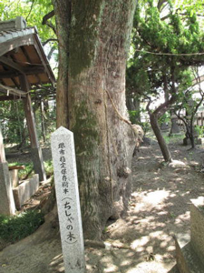 田守神社のチシャノキ写真