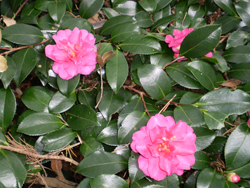 6−3