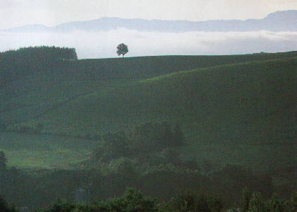xǖ