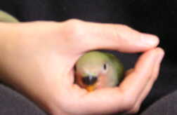 ̂Ђɂ܂҂ 