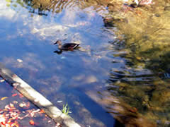 夙川の水面を泳ぐカモ