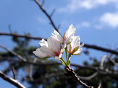 季節はずれの桜の花