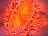 fUA