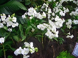 2007N1124:A