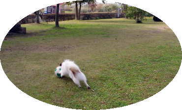 Dog-RunTbJ[ł̖҃A^bN