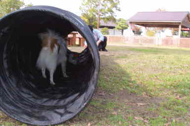 ԑDog-RunŁ@glȂ̂