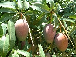 mangowine