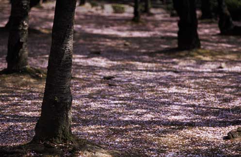 花見のあと